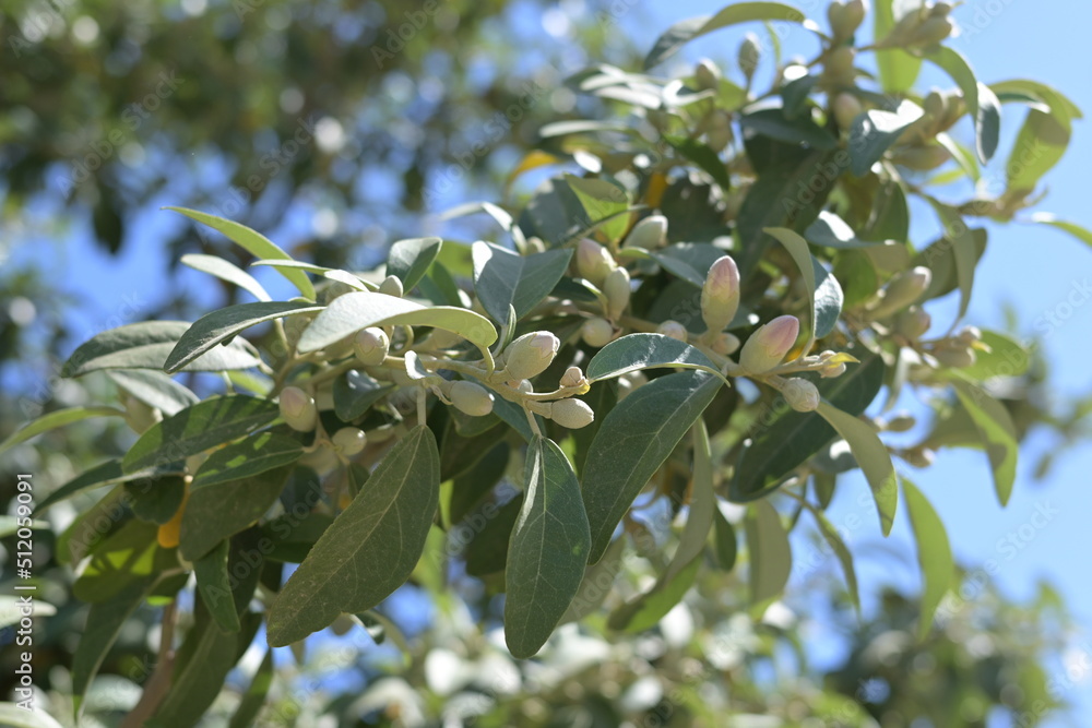 Baumzweig mit hellen Blüten und Knospen auf Kreta