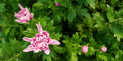 Wall Mural - Pink, violet or purple Chrysanthemums blooming with blurred green leaves background and copy space. Freshness flower in garden park. Beauty of flora and Beauty natural wallpaper concept.