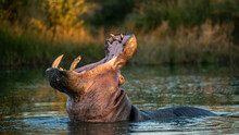 A Hippo, Hippopotamus Amphibius, Head Back, Mouth Open, Yawning.