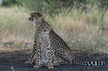 A Cheetah And Cub, Acinonyx Jubatus, Sit Together Under A Tree, Alert