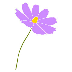 Wall Mural - Single cosmos flower vector simple illustration isolated on white background. Hand drawn colored version. Floral vector for childrens illustration, summer design, screen printing.
