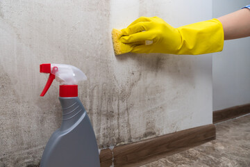 Close-up of a woman's hand in yellow rubber gloves cleans the wall of black mold with a special antifungal agent and sponge