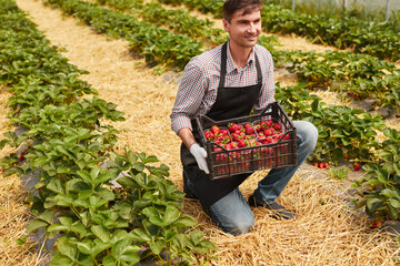 Wall Mural - Male gardener working in strawberry field