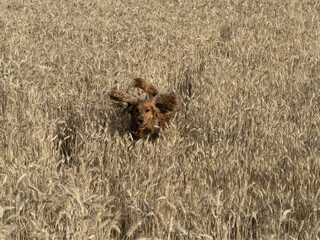 Wall Mural - happy dog cocker spainel in the gold wheat grass field