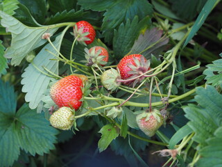 Poster - strawberries in the garden