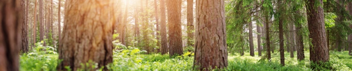 Wall Mural - Panoramic view of the sunny forest in spring in the morning.