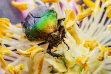 Cetonia Aurata Flower Chafer Green June Beetle Bug Insect Macro On Flower