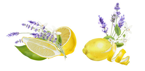 Wall Mural - Watercolor bouquet of lemons and lavender isolated on white background.