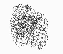 
A Decorative Flower Is Drawn, You Can Use It For March 8, Valentine, Card, Clothing And Fabric Printing, Tattoo And Other Occasions