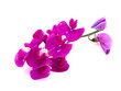 purple vetch vica isolated on white background