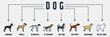 Dog banner web icon. labrador, poodle, schnauzer, st bernard, bulldog, pug puppy, dachshund, welsh corgi vector illustration concept.