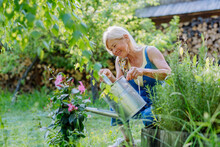 Happy Senior Woman Taking Care Of Flowers Outdoors In Garden, Watering With Can.