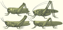 Grasshoppers. Design Set. Editable Hand Drawn Illustration. Vector Vintage Engraving. 8 EPS
