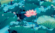 Lotus Flower Blooming In The Pond In Summer