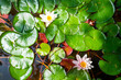 White water lily with lotus leaf on pond. Waterlily in garden pond in Turkey