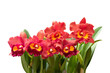  Cattleya flowers isolated on white background with clipping path.