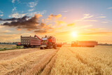 Fototapeta  - Combine harvester dumps harvested wheat into truck. Farm scene. farming harvest season at sunset.