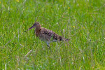 The black-tailed godwit walking on green grass meadow in its natural habitat, Limosa limosa is a large, Long-legged, It is a member of the godwit genus, Limosa, Living out naturally bird.