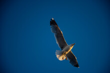 Blue Sky And Flaying Seagull, Funny Curious Seagull In Tenedos