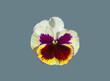 Flowering viola plant.