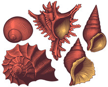 Seashells. Design Set. Editable Hand Drawn Illustration. Vector Vintage Engraving. 8 EPS
