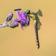 Poster - Common Clubtail Dragonfly