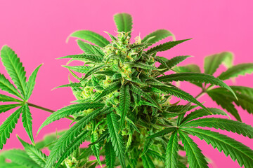 Wall Mural - Flowering Medical Marijuana or CBD Cannabis Plant with Buds on Pink Background