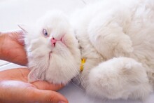 Blue-eyed White Persian Cat Sleeping One Eye On Male Hand On Natural Background
