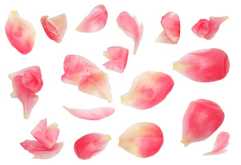 Pink peony flower isolated on white background . Pattern. . Beautiful peony bud top view. Flat lay. Creative layout.