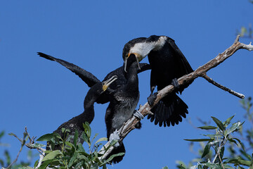 Wall Mural - White-breasted cormorant (Phalacrocorax lucidus)