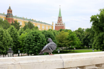 Wall Mural - Pigeon sitting on stone parapet on Kremlin towers background. Moscow in summer, view to Alexander garden