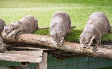 Cute Close Up Of Group Of Attentive Oriental Small-clawed Otters An Asian Or Oriental Small Clawed Otter (Aonyx Cinerea) With Out Of Focus Background.
