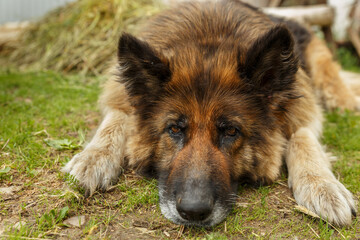 Sticker - german shepherd dog. Sad dog lies on the ground and looks sadly at the camera. Close-up.