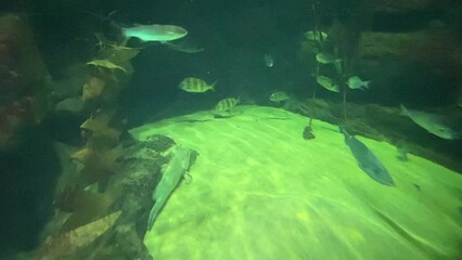 Poster - Poissons de mer d’un aquarium à Montpellier, Occitanie