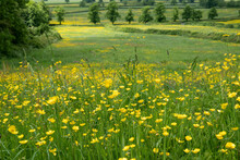 View Of Bright Yellow Field Of Buttercups From The Cotswold Way Trail England	
