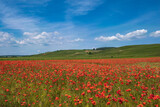 Fototapeta Maki - Field of red flowering corn poppies in front of a green vineyard in the background under a blue sky