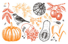 Autumn Design Elements In Sketched Style. Botanical Drawings Of Autumn Leaves, Pumpkins, Berries, Bird. Vintage Fall Plants Hand Drawn Illustrations. Thanksgiving Day Sketches In Color