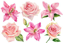 Set Pink Flowers, Lilies, And Roses On An Isolated White Background, Watercolor Illustration, Greeting Card