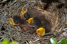 Baby Mockingbirds In Nest.
