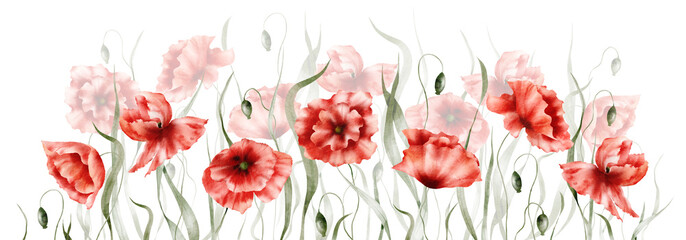 Wall Mural - Watercolor floral arrangement - Poppies, Red poppy flowers, Wildflowers, Botanic summer illustration isolated on white background, Hand painted floral background, Botanical collection 