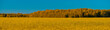 Golden wheat field at sunset, harvest scenery in the countryside. sun and field full of wheat. Ripe ears of wheat in field on blurred background in gold tones. wide banner panorama
