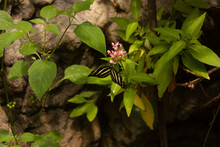 Striped Zebra Butterfly, Scientific Name Heliconius Charithonia Posing On A Bouquet Of Red Flowers And Foliage