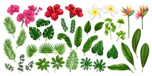 Tropical Flowers And Leaves, Botanical Set Vector Illustration. Cartoon Isolated Green Leaf Of Palm Trees, Foliage Of Tropic Jungle, Exotic Beach Plants And Fresh Nature Of Summer Paradise Island
