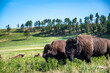Herd of bison roaming across the open plains for Custer State Park in South Dakota. 