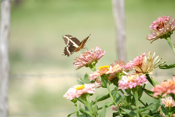 Poster - Butterfly on zinnia flower blooms in garden during summer with blurred background.