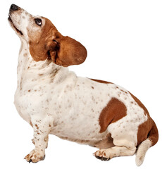 Wall Mural - Basset Hound Dog With Ears Flying Back  