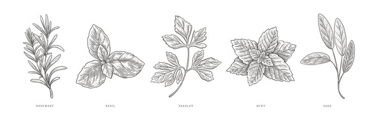 rosemary, basil, parsley, mint, sage. spicy plants on a light background isolated. design element fo