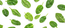 Fresh Spinach Leaves With Drops Isolated On White Background. Spinach Leaf Pattern. Top View, Flat Lay. Banner.