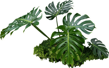 monstera jungle plant isolated