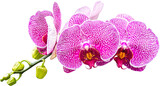 Purple Orchids Flower Isolated